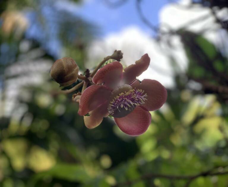 Hawaii Botanical Garden - Wasabi Tours